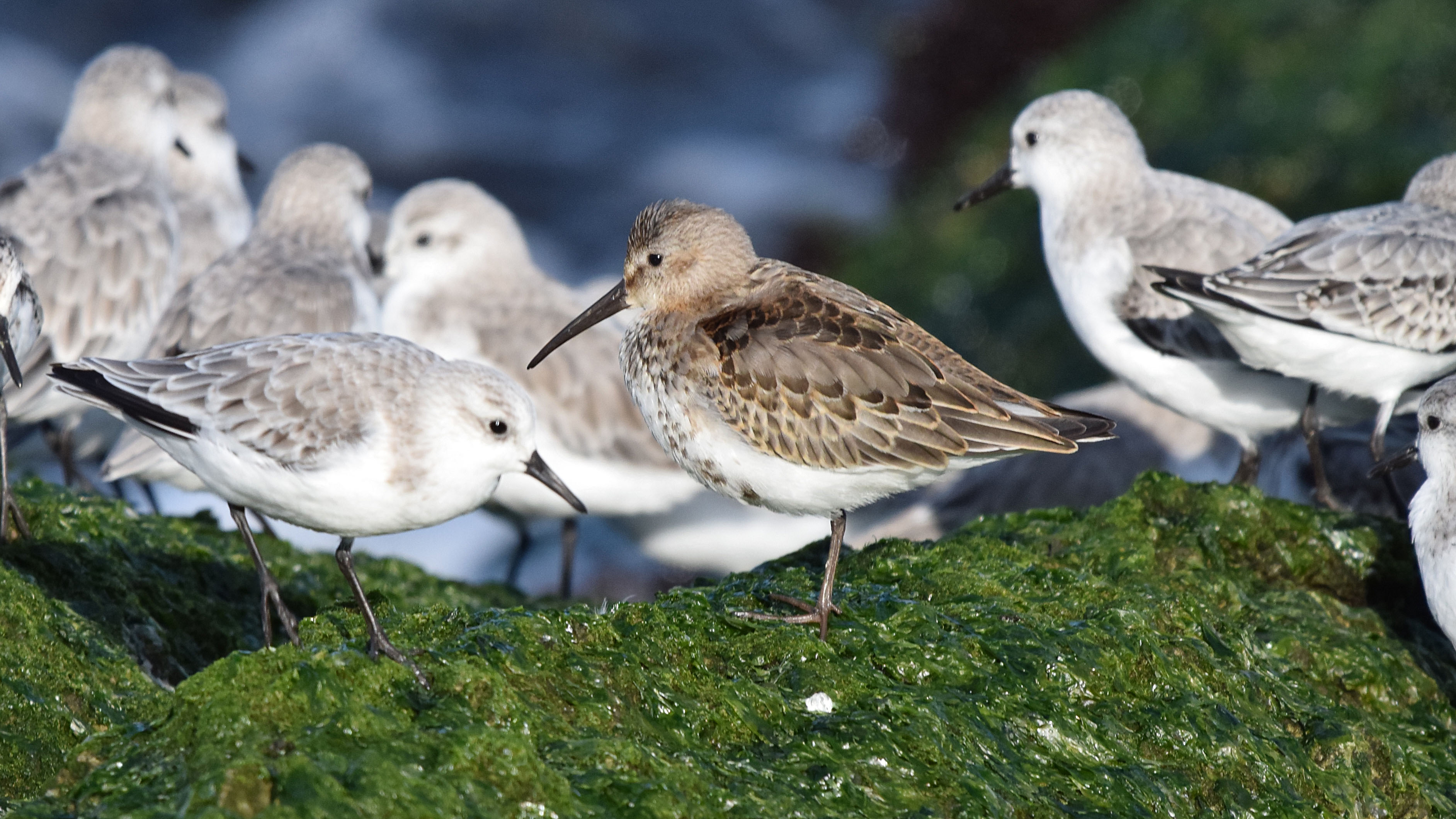 Is deze vogel te midden van drieteenstrandlopers een krombekstrandloper ?